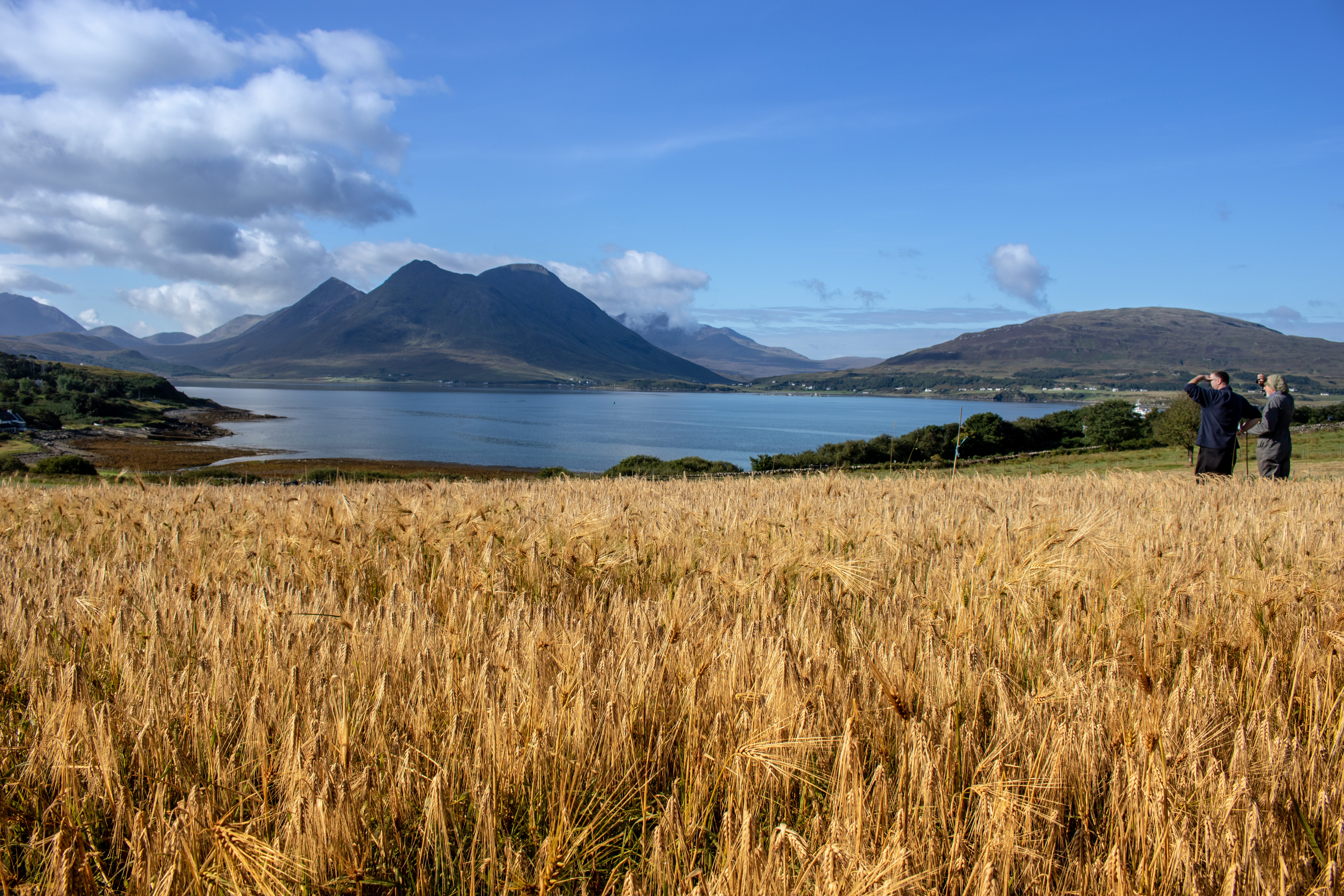 Isle Of Raasay Distillery Cuddy & Billy Inspecting The Field For Harvest 2