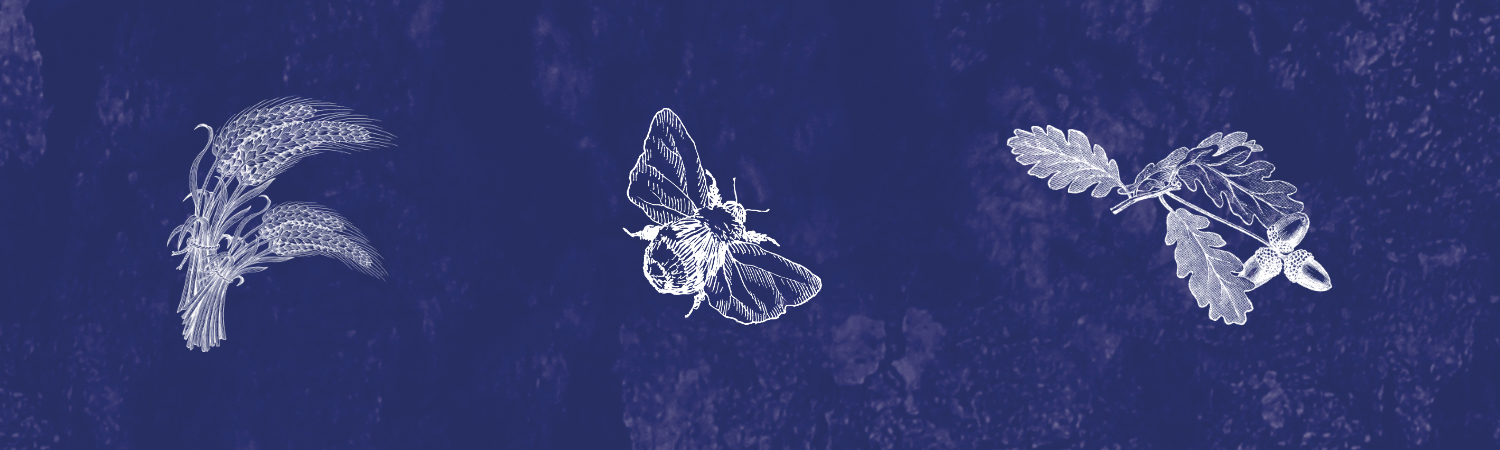 Banner image - no text (bee, barley, oak)