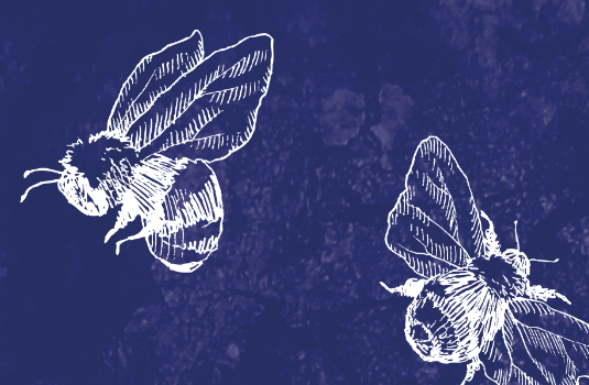 Header Image No Text And Bees