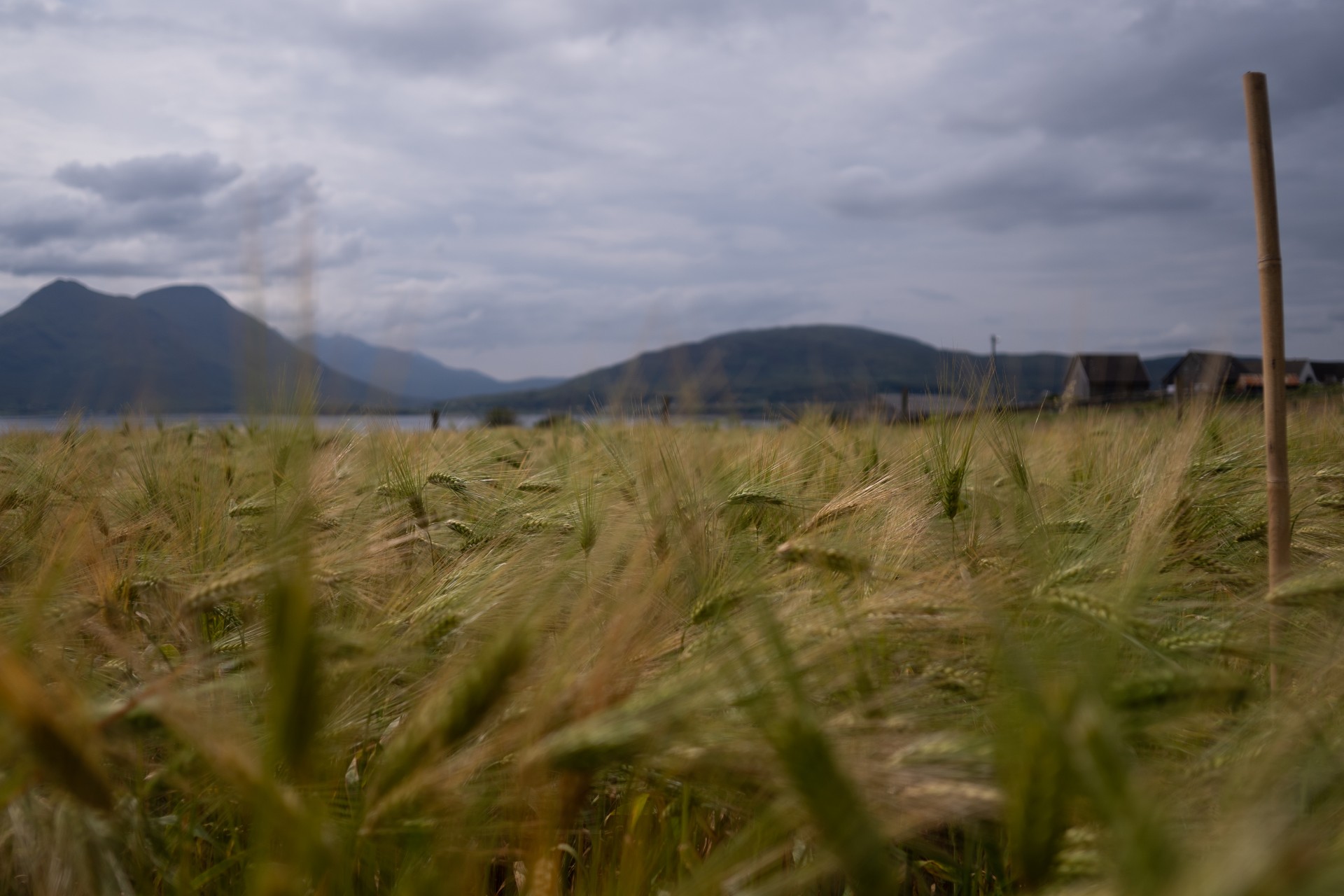 Isle Of Raasay Distillery Barley 2019 3[1]